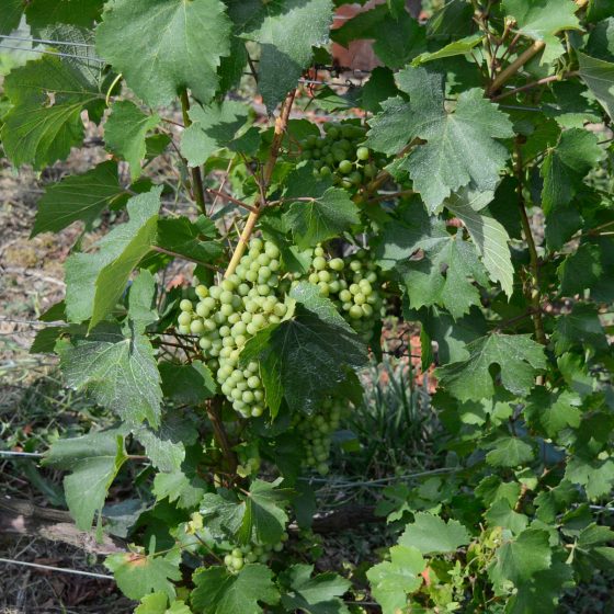 Epenay Verve Clicquot grapes, from simple beginnings