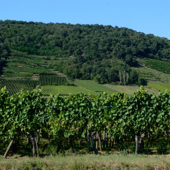 Vines up to wooded hills
