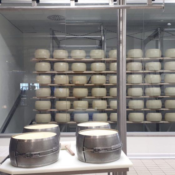 Parmesan cheese production - Eataly World