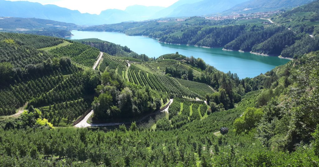 Beautiful hillside apple orchards around Bolzano, Italy