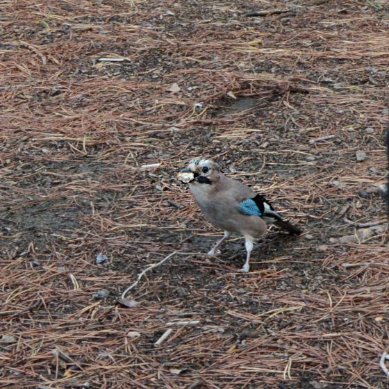 Cecina Picnic our Jay lunch guest