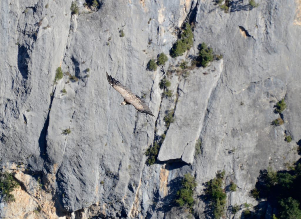 Griffon vultures circling in the Gorges du Verdon