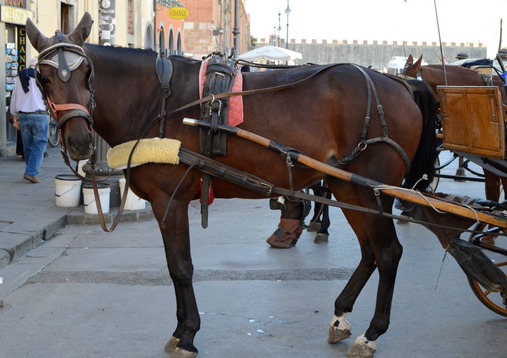 Pisa horse and Carriage