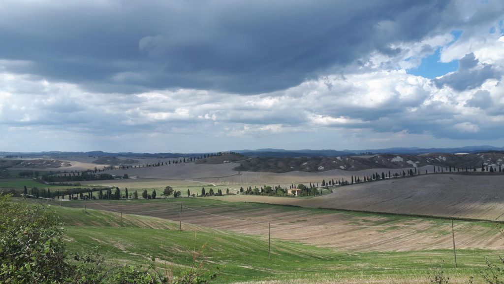 Lines of cypress trees, Tuscany