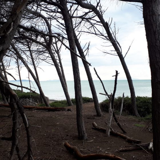 Broken pine branches on the beach