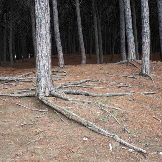 Long pine tree roots