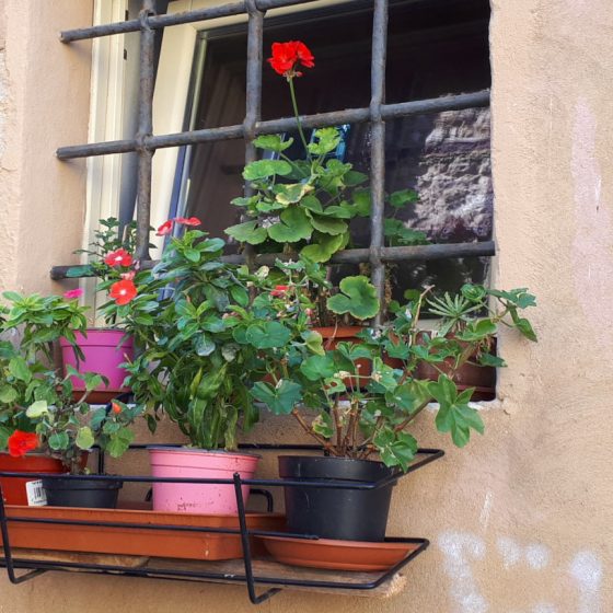 Window box in Campigliana