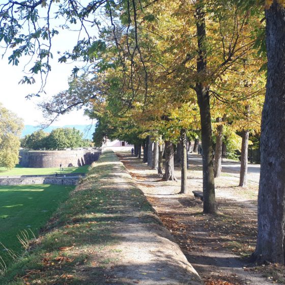 4km promenade around the ramparts of Lucca