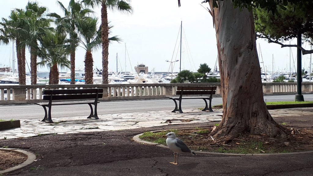 Lunch at San Remo Marina