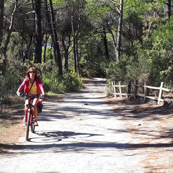 Pine forest cycle ride to the beach