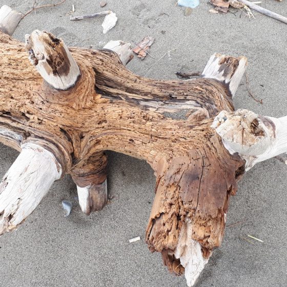 Driftwood log