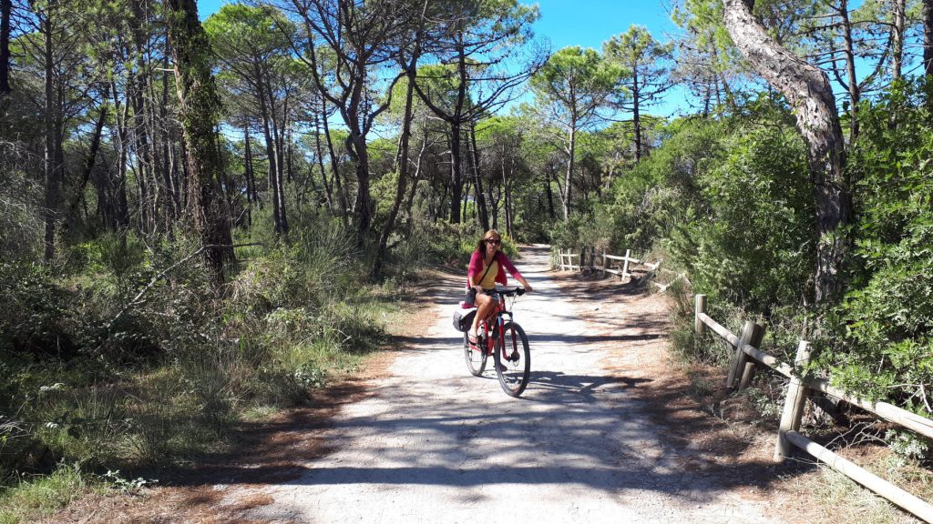 Pine forest cycle track to the beach