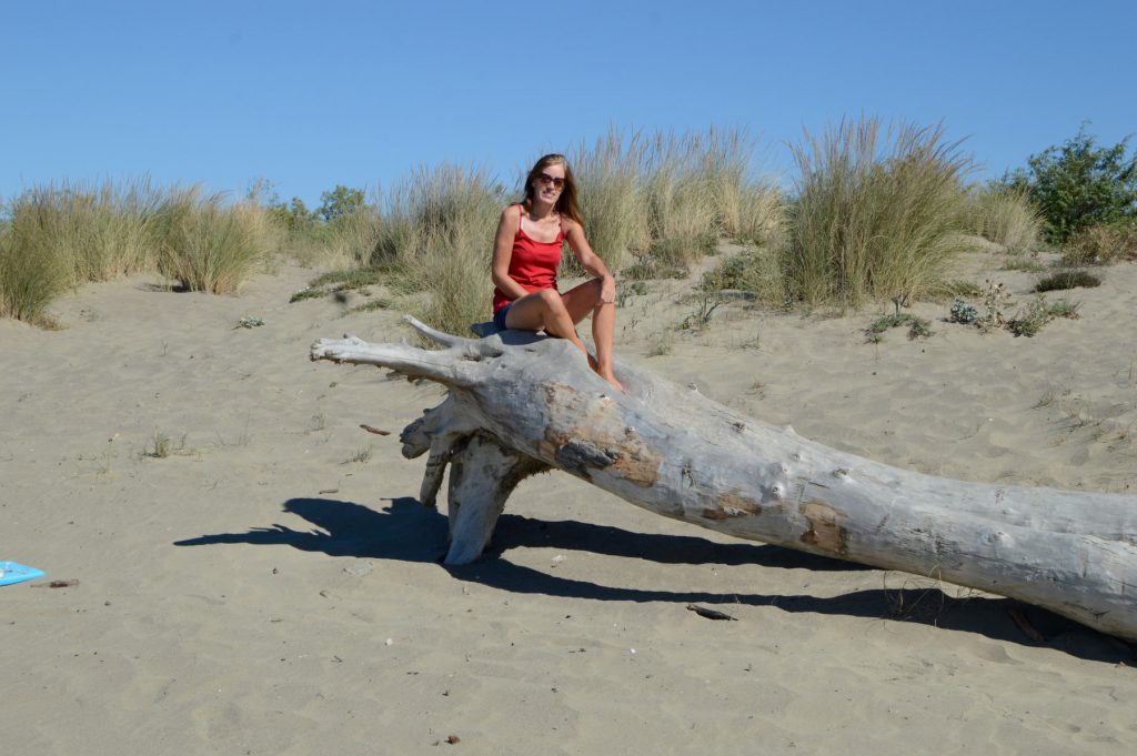 Driftwood on the beach