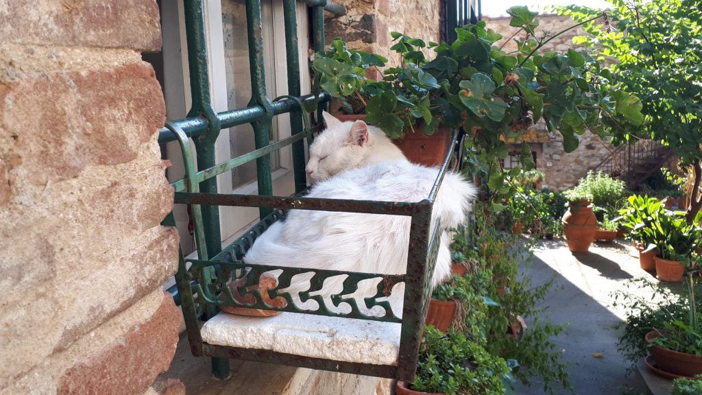 Sleeping cat in a window box