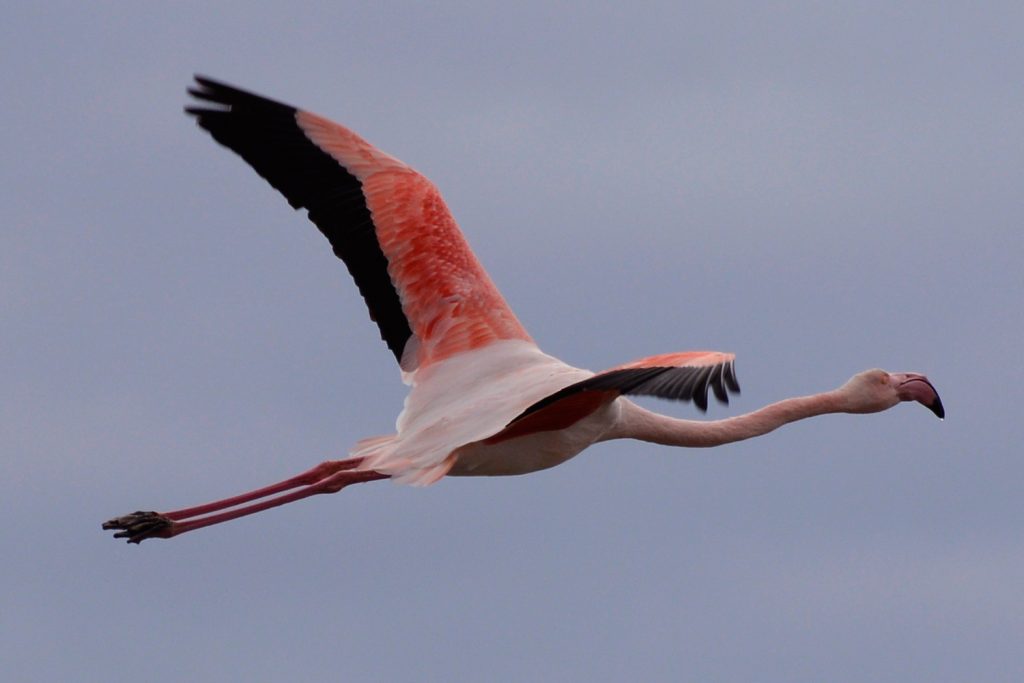 Camargue - Flamingo in flight