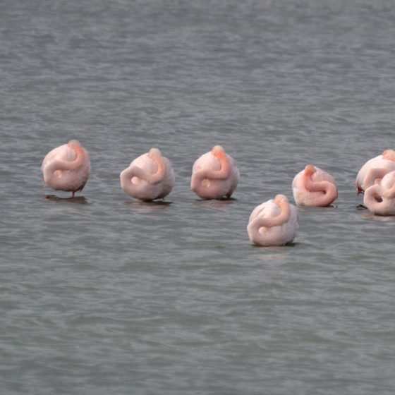 Camargue - A group of Flamingo take a nap