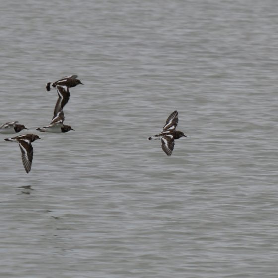 Camargue - sea birds in flight
