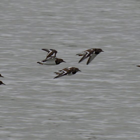 Camargue - sea birds in flight