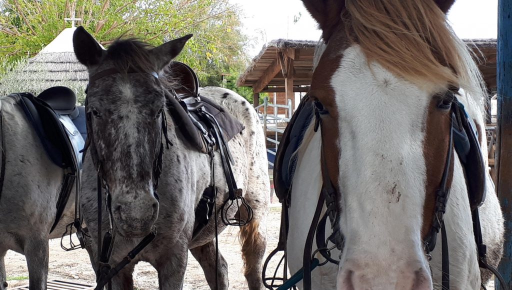 Enjay - my 12 year old not Camargue horse