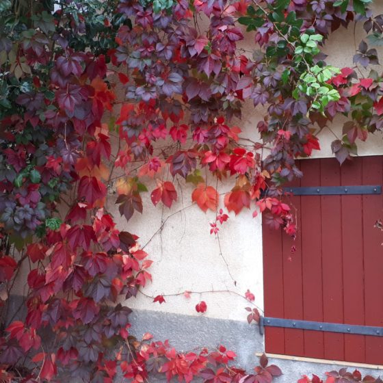 Rich red autumn colours matching the painted door