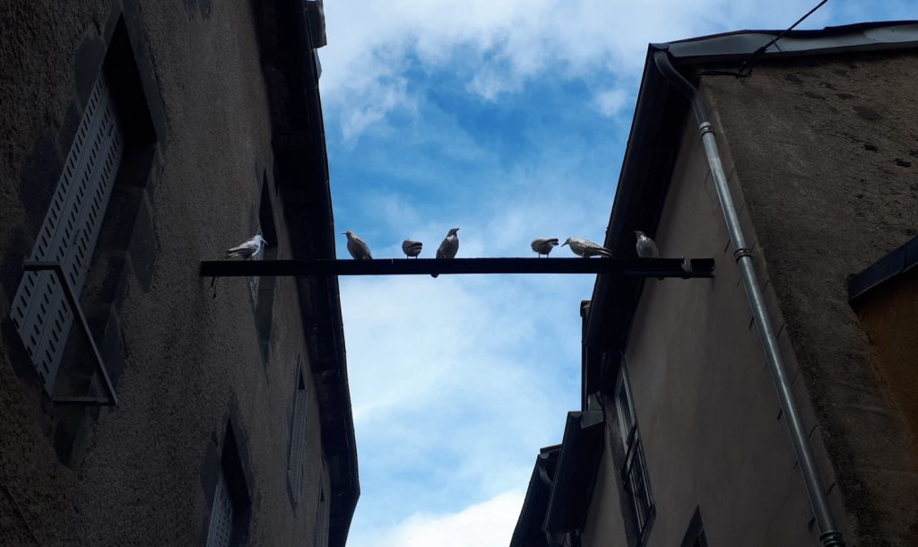 Bird sculptures lining a St Flour street