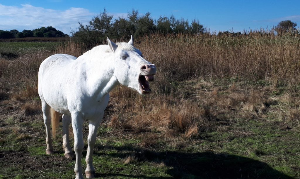 Camargue white horse yawning