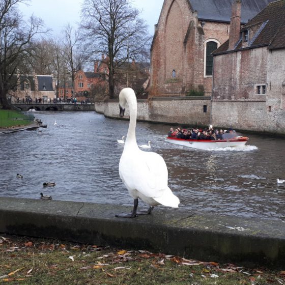 One of Bruges' many canals with resident swans