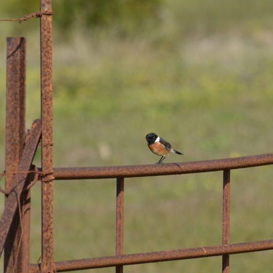 Baelo-Claudia - being watched by a Black Redstart