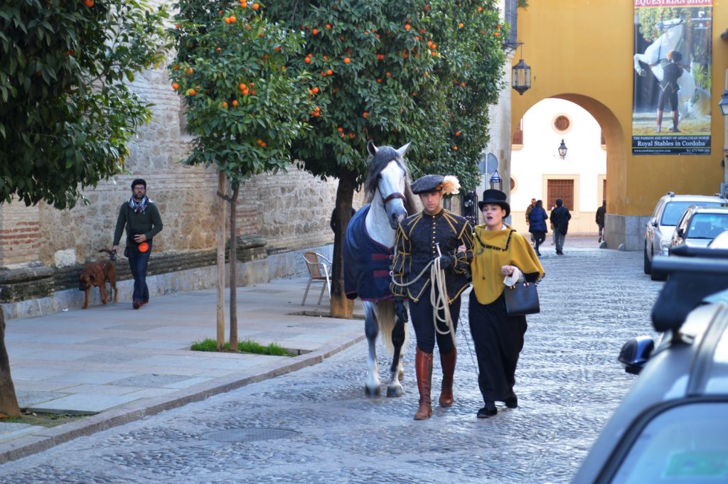 Beautiful Andalucian horse in Cordoba Street