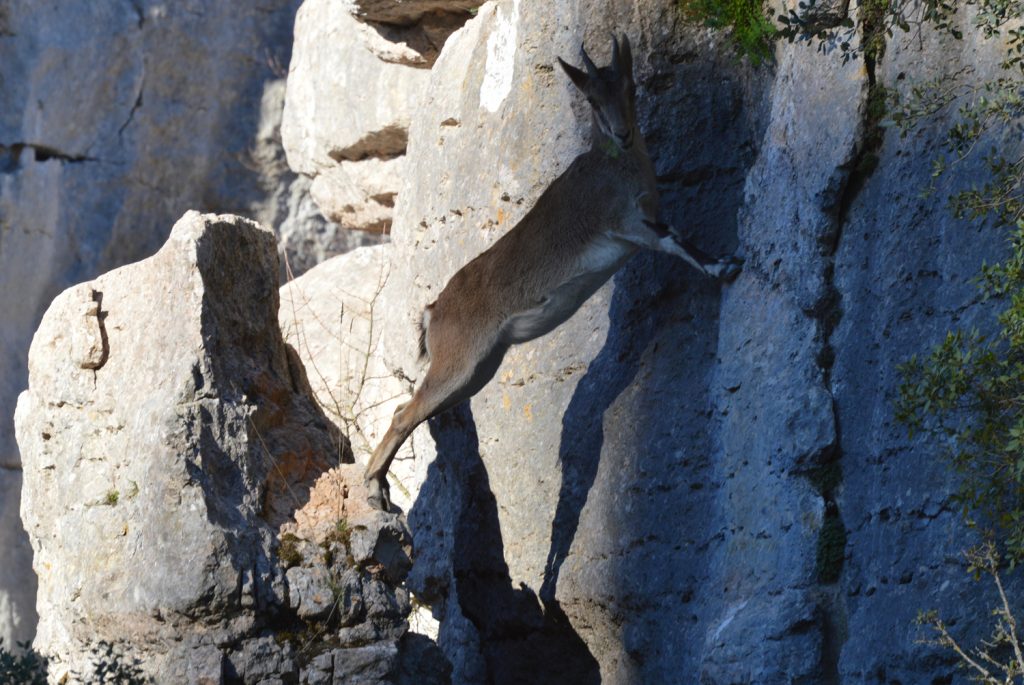 Agile Ibex in El Torcal natural park