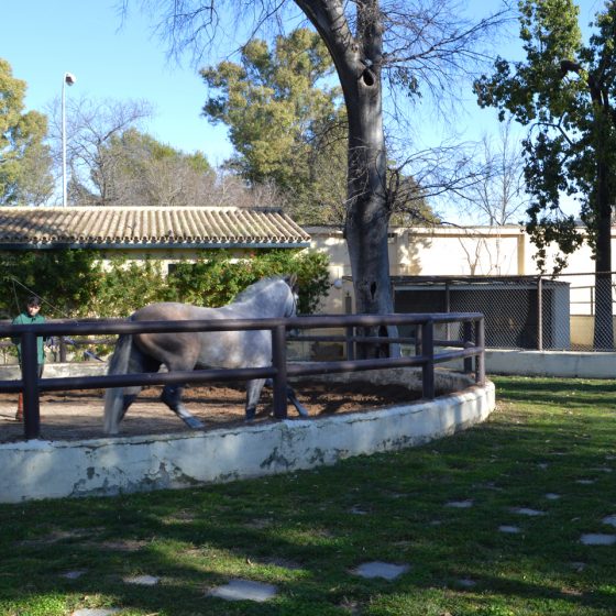 Lunging ring where students can practise and horses can be trained