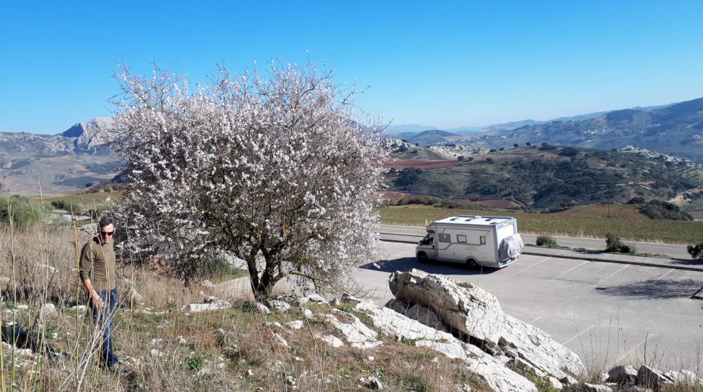 Buzz Laika Motorhome at El Torcal with almond blossom tree