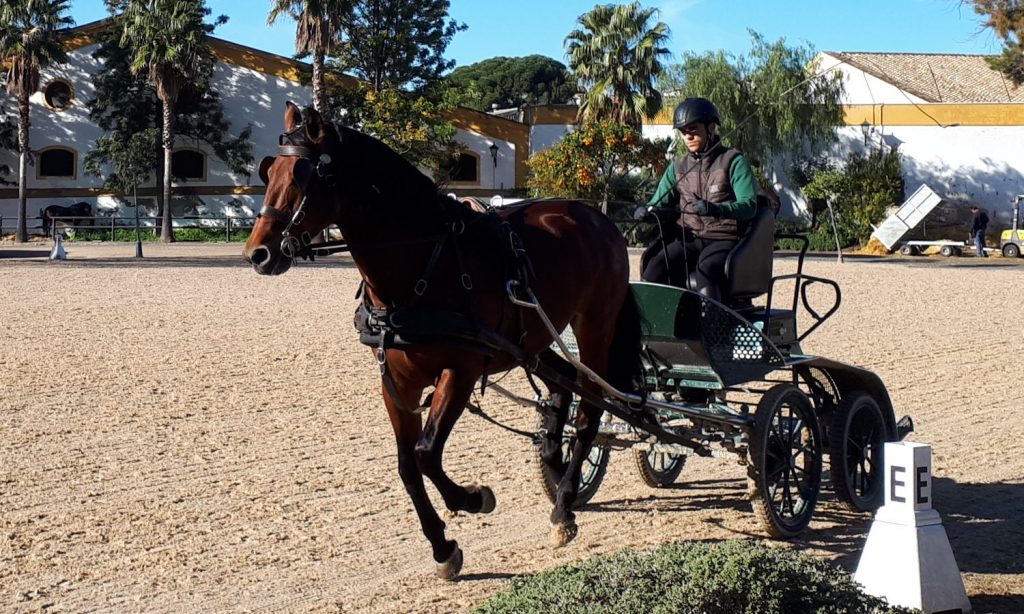 Carriage driver practising in the ourdoor sand school