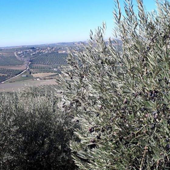 Olive trees in Montilla