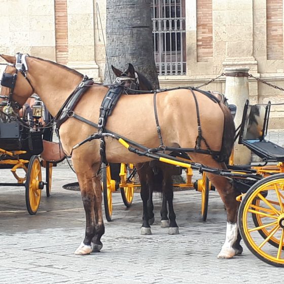 Seville horse drawn carriage