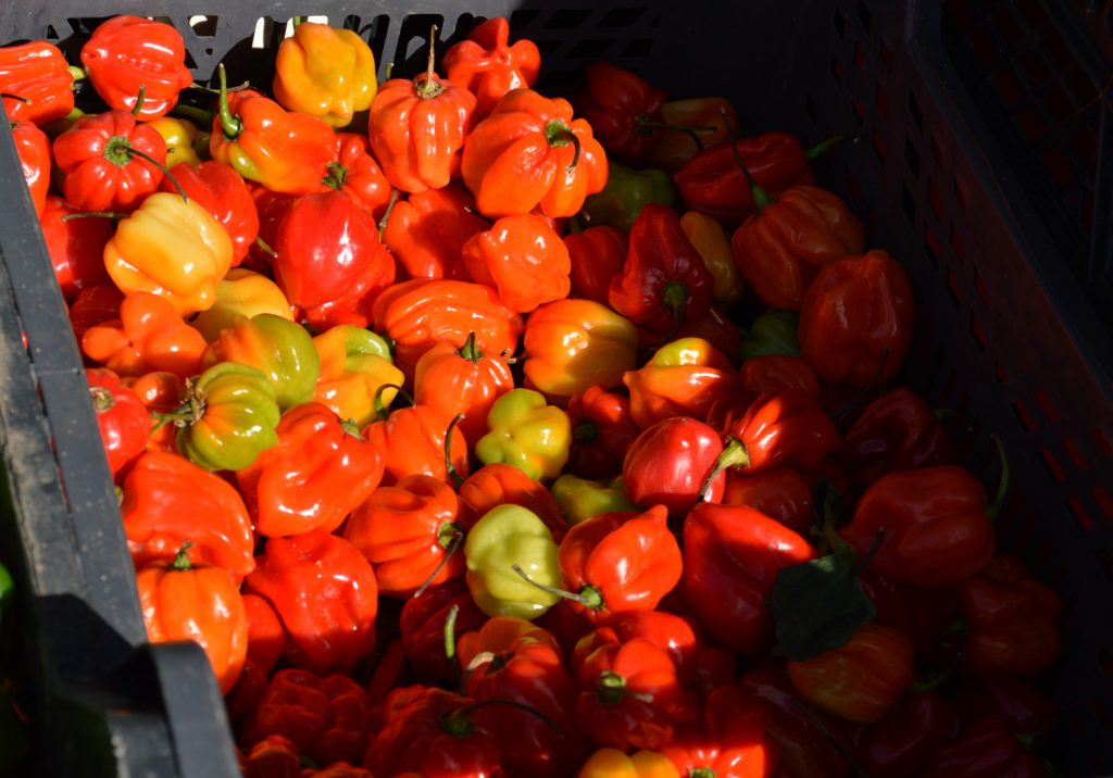 Algarve Olhao - Chillies for sale at market
