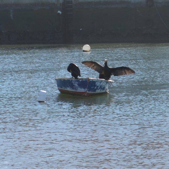 Cormorants taking a break on a fishing boat in the harbour