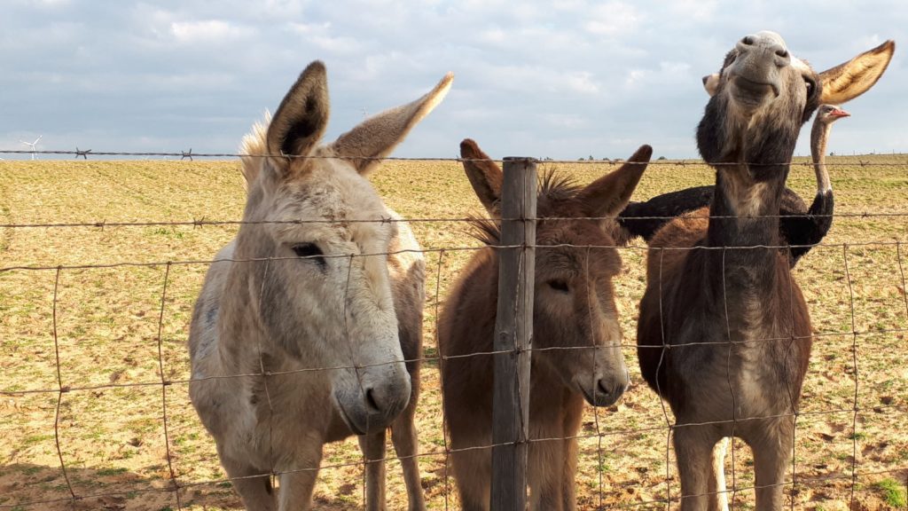 A donkey with an ostrich in his ear!