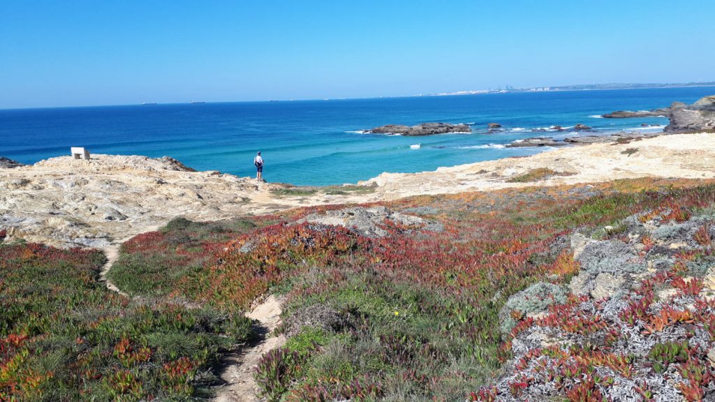 Ice plants covering the ground at Praia Grande Porto Covo