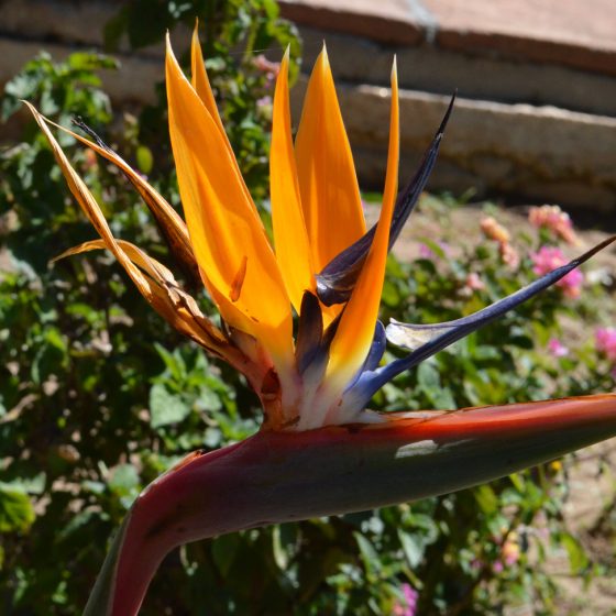 Bright orange bird of paradise plant