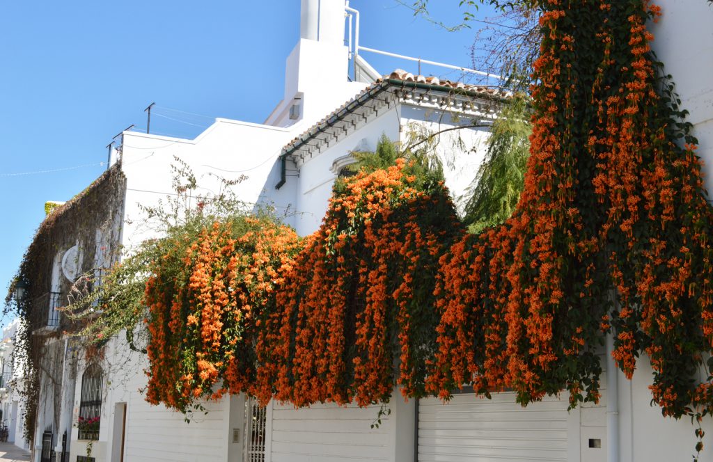 Nerja - Orange honeysuckle