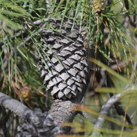 Sierra giant pine cones