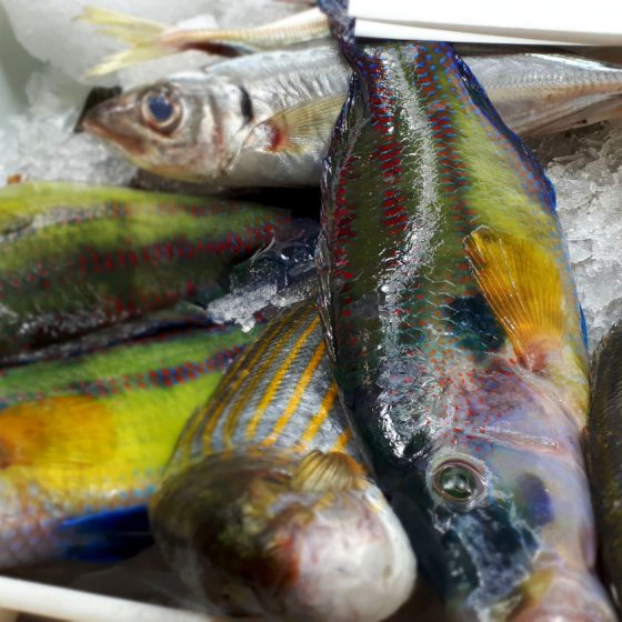 Alicante - Mercado Central fish stall