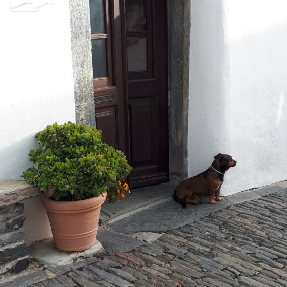 Monsaraz 'guard' dog