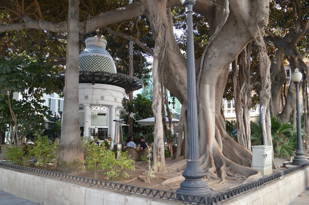 Alicante - Soho cafe surrounded by Moreton Bay fig trees