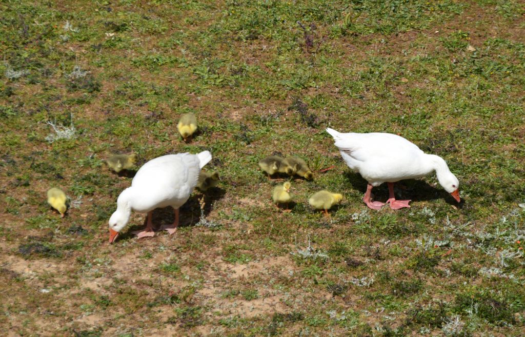 Geese taking over the park at Badajoz