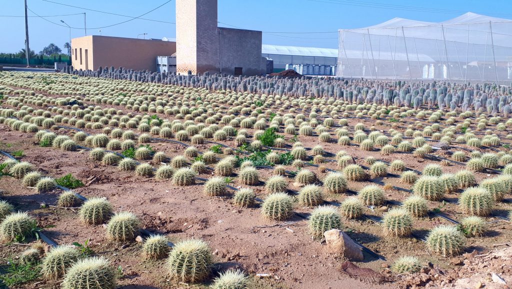 Cacti