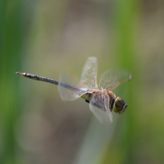 Fondo - Dragonfly inflight