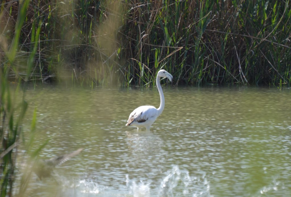 Fondo - White Flamingo