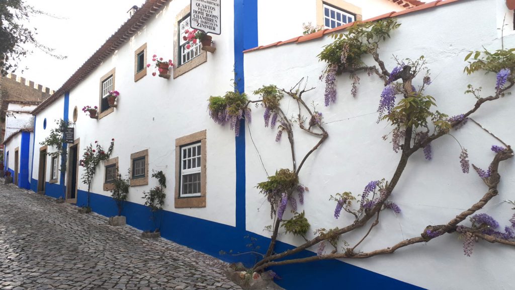 A wisteria clad wall in a pretty side street